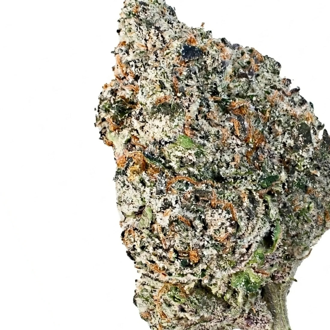 Watermelon Gusherz(HYBRID)