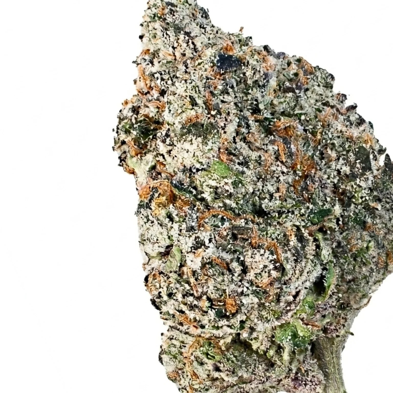Watermelon Gusherz(HYBRID)