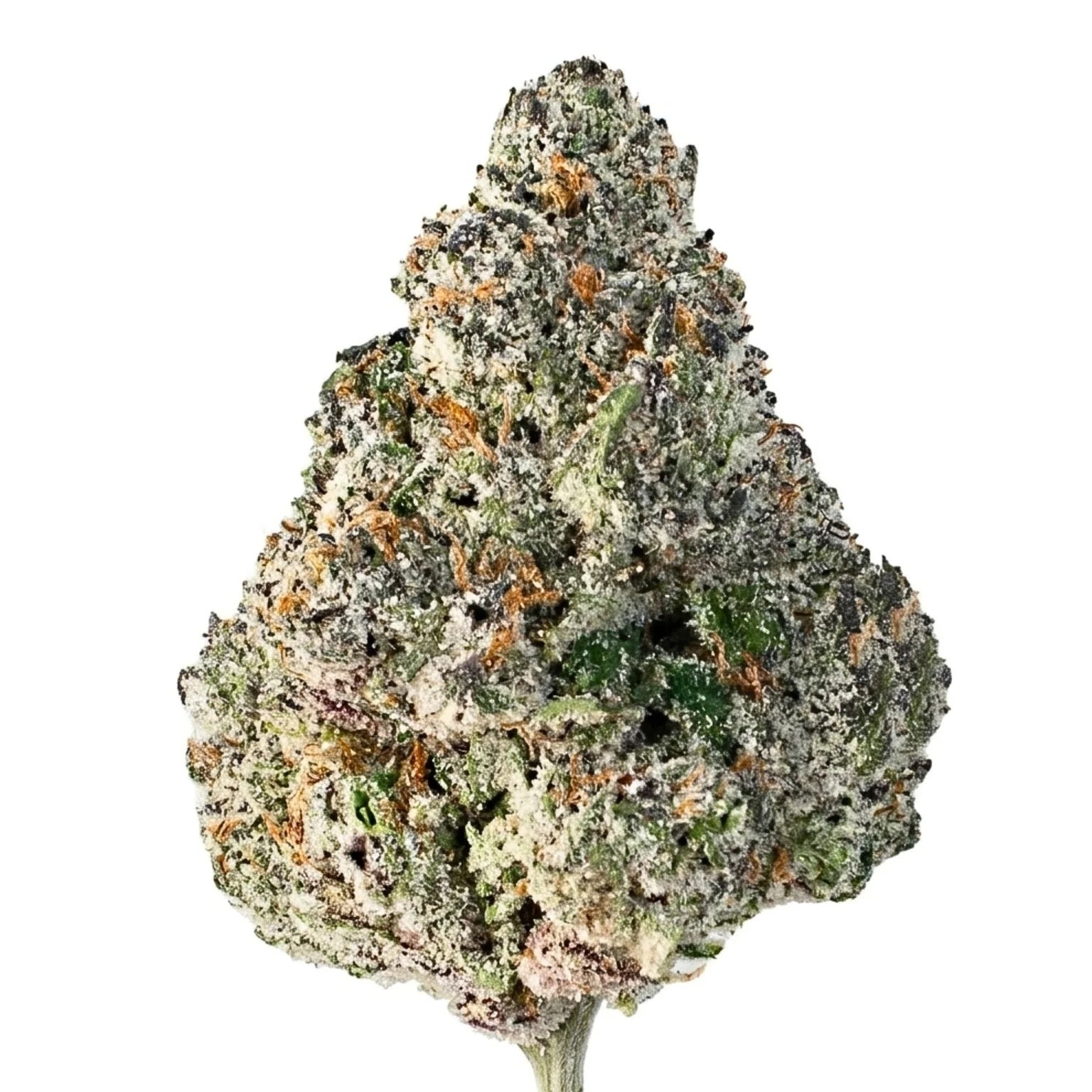 Watermelon Gusherz(HYBRID)