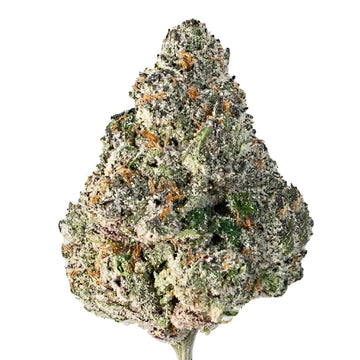 Watermelon Gusherz(HYBRID)