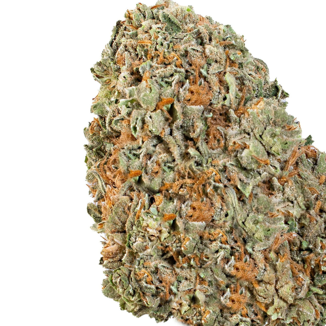 Forbidden Flower(hybrid)