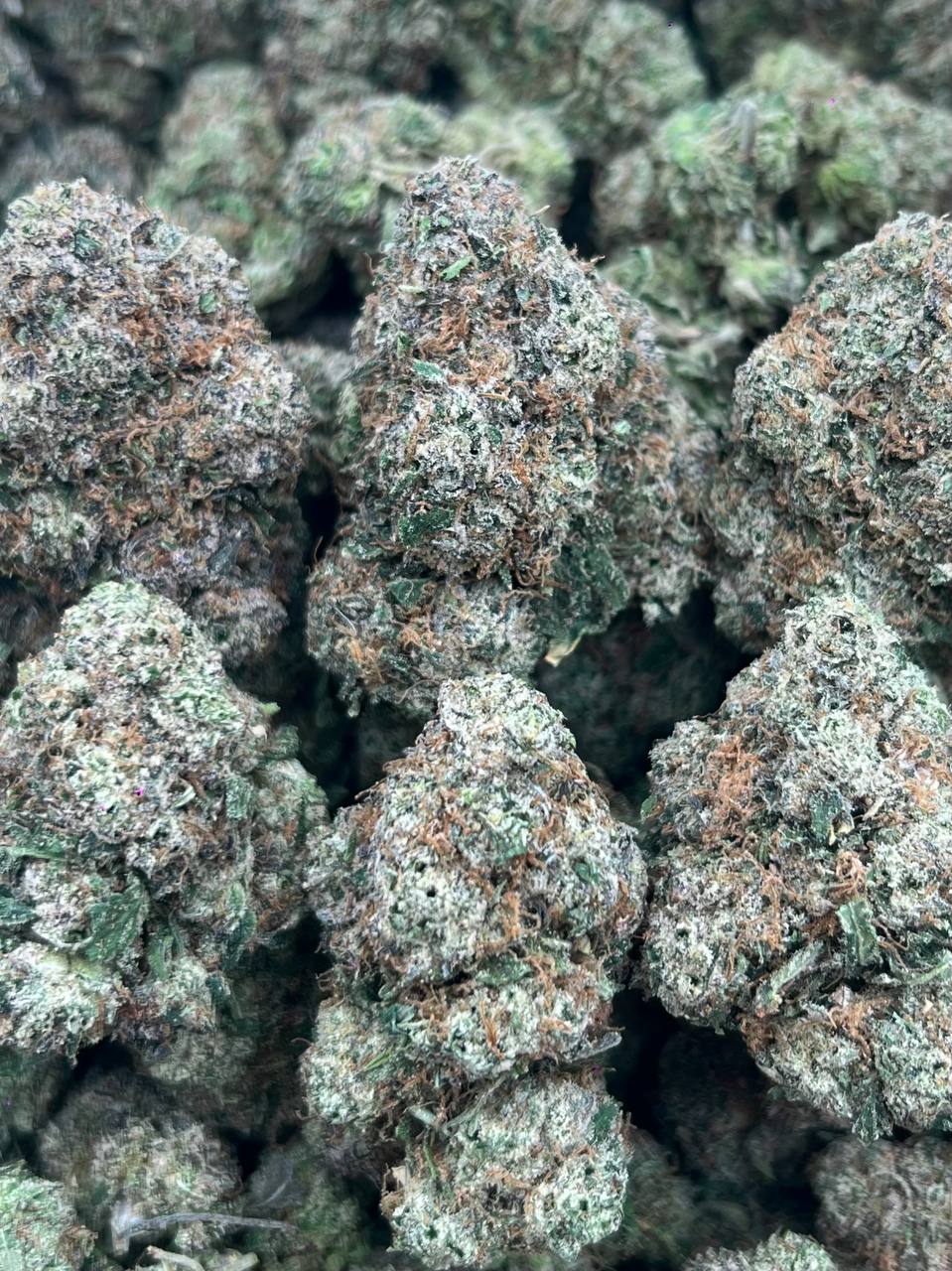 PURPLE MOCHI – (Hybrid)