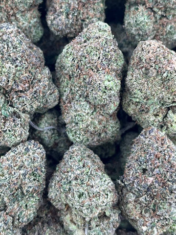 GELATO 47 – (Hybrid)