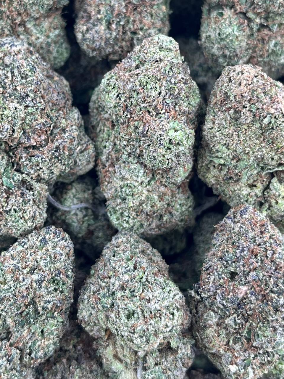 GELATO 47 – (Hybrid)