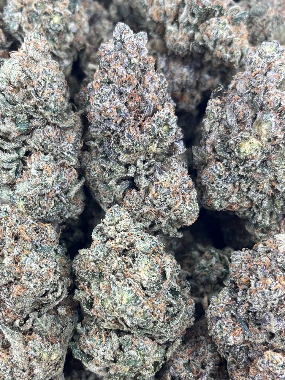 FROZEN RUNTZ – (Hybrid)