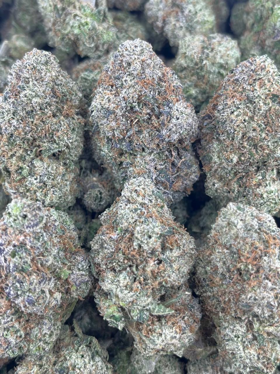 FROZEN RUNTZ – (Hybrid)