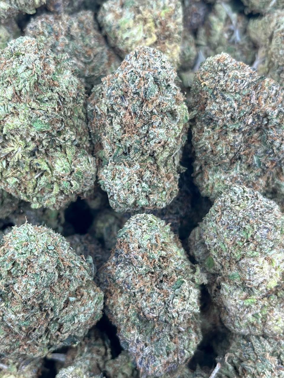 Gumbo – (Hybrid)
