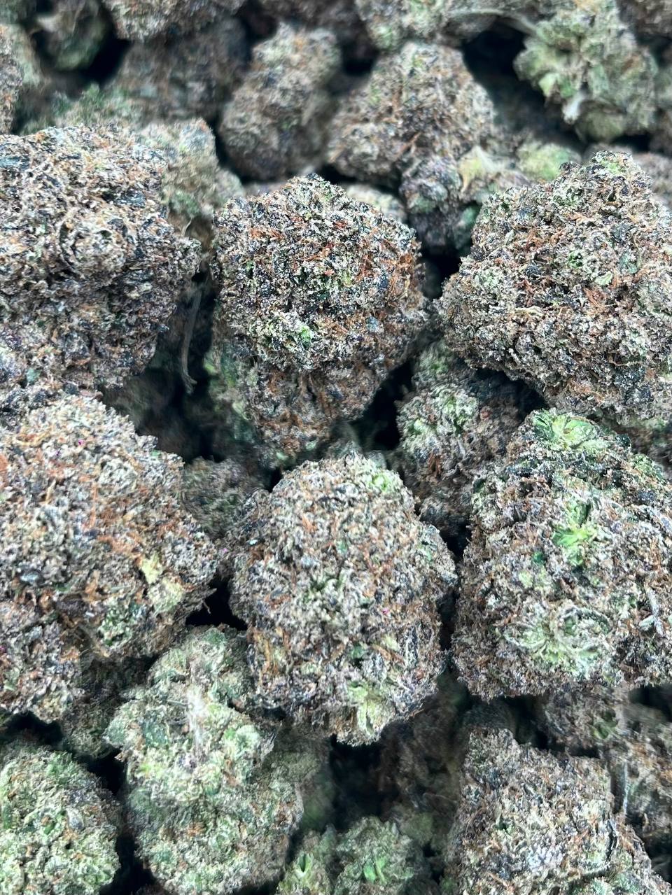 GHOST BISCOTTI- (Hybrid)