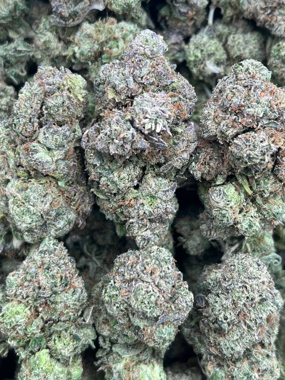 CANDY GAS- (Hybrid)