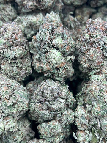ROYAL GELATO-(HYBRID)
