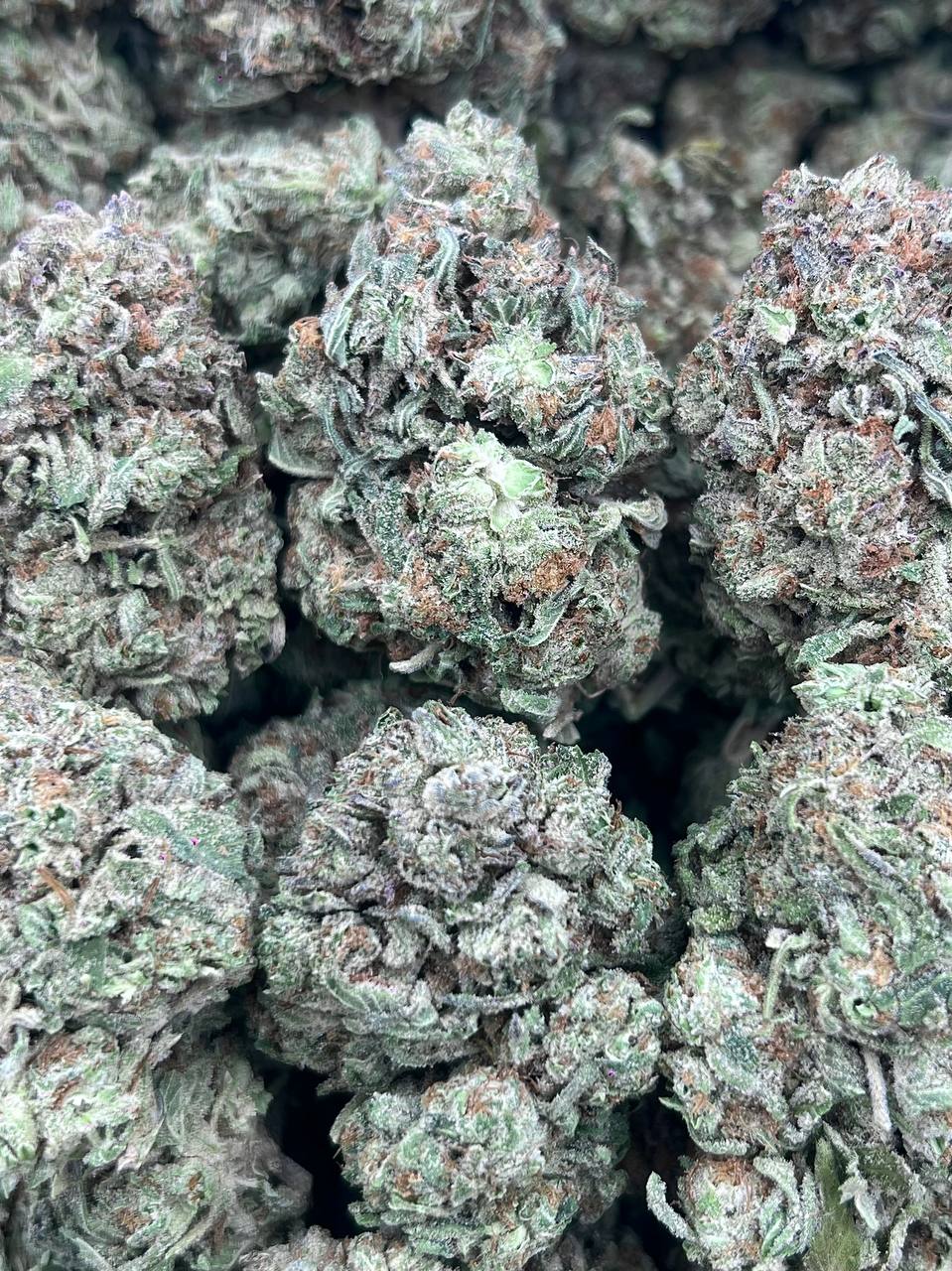 ROYAL GELATO-(HYBRID)