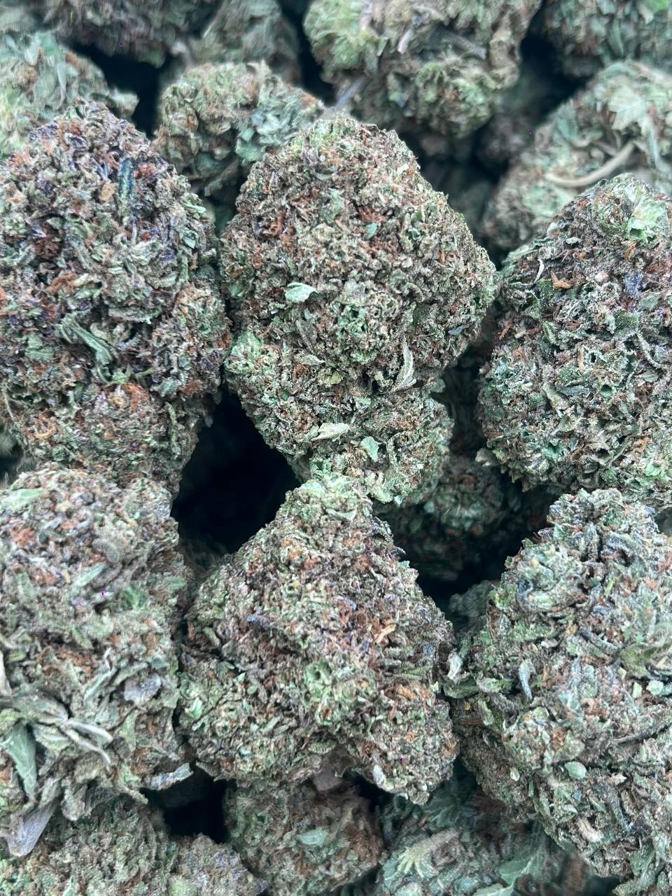 VANILLA ICE-(HYBRID)