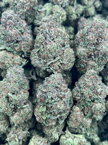 CANDY XENO-(HYBRID)