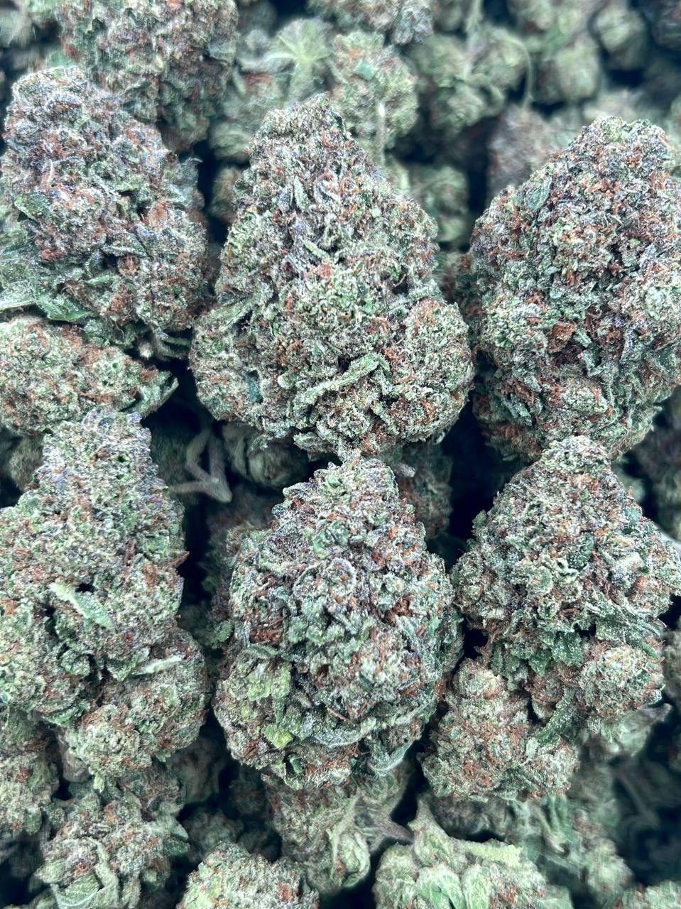 CANDY XENO-(HYBRID)