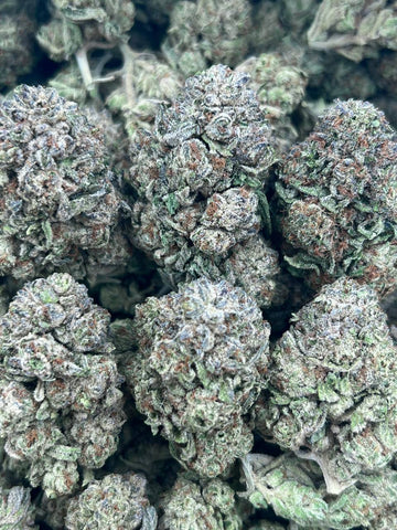 CANDY GUSHER-(HYBRID)