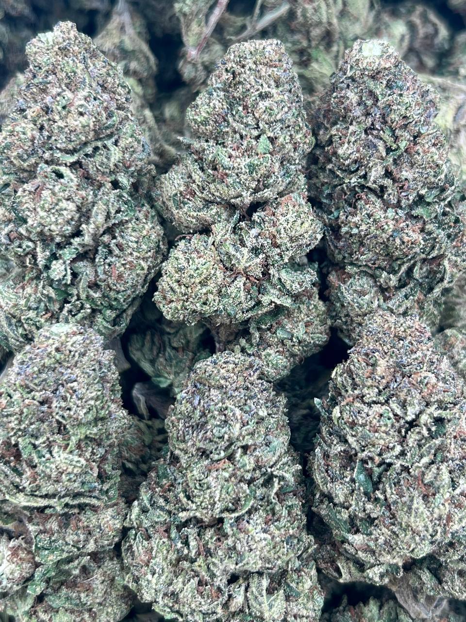 GREASY CANDY-(HYBRID)